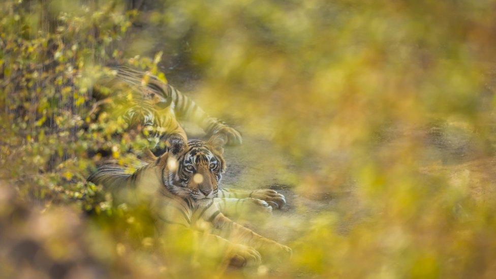 Two tigers at Ranthambore National Park India