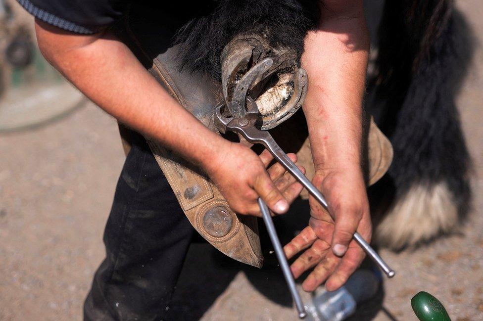 A blacksmith removes a shoe from a horse during the annual horse fair in Appleby