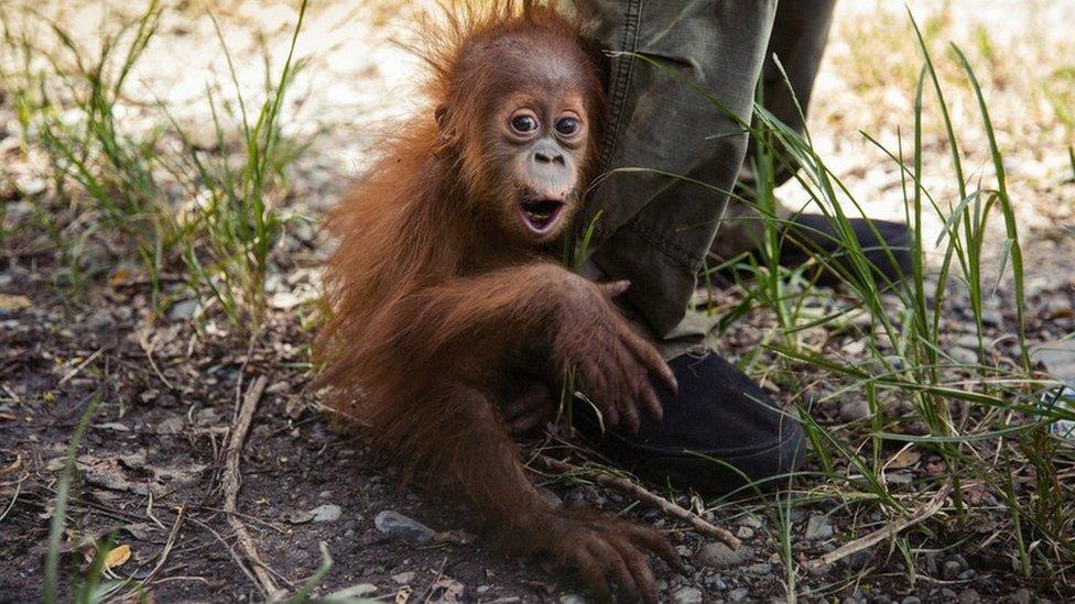 The baby orangutan, waits for her mother to be brought around from the sedative, in preparation for translocation from the high risk region of Tripa to a safe forest in Janto.