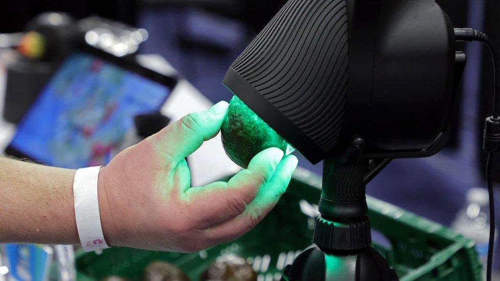 Hand inserting avocado into testing machine