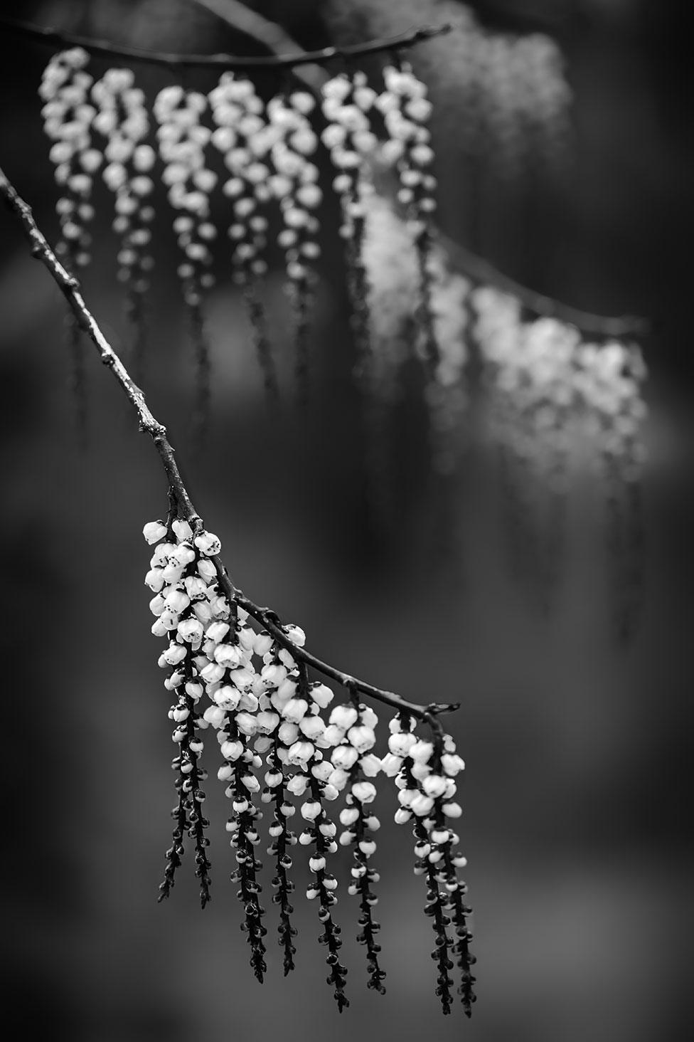 The leaves of a tree hanging down