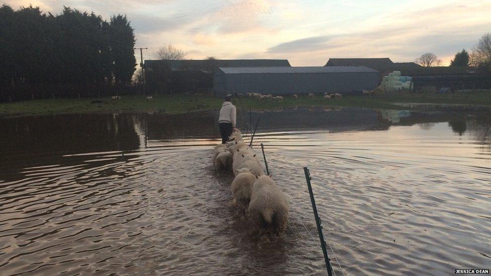 Sheep being guided through floodwater to dry land on Sunday 27th December in Acaster Selby