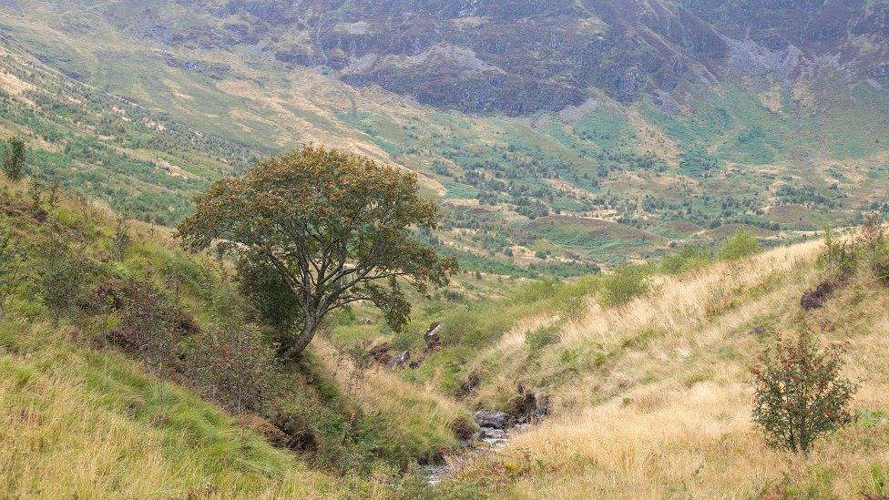 Rowan tree