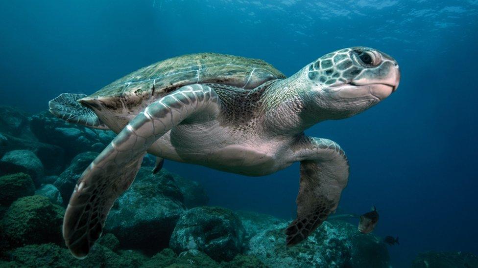 Sea turtle