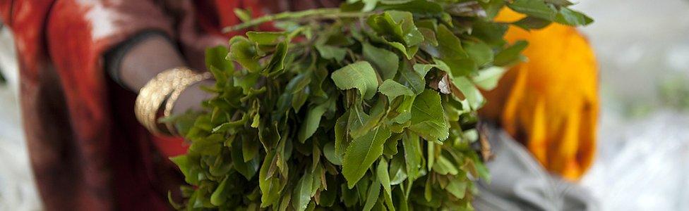 A person holding khat
