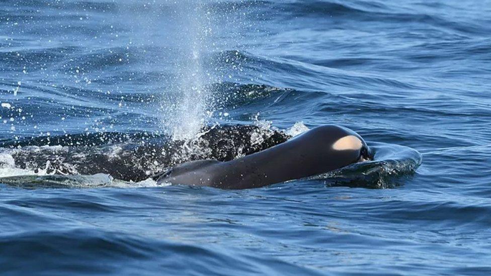 Whale seen carrying calf