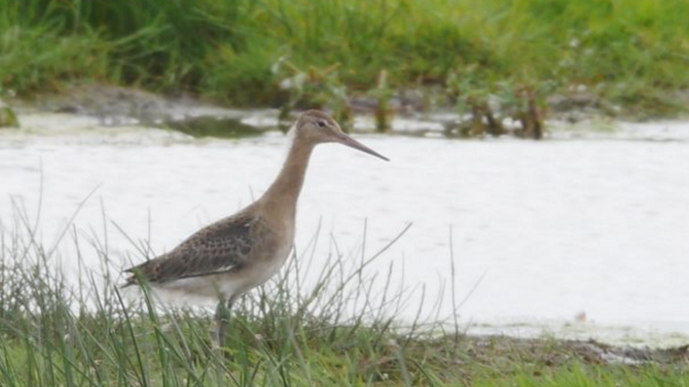 A black-tailed godwit