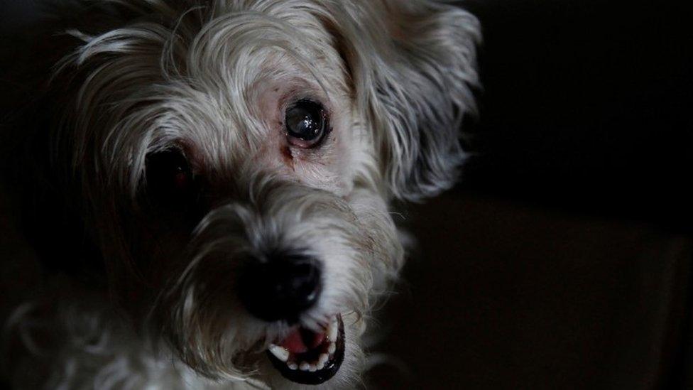 Zsazsa the Havanese dog in Budapest, Hungary January 5, 2018.