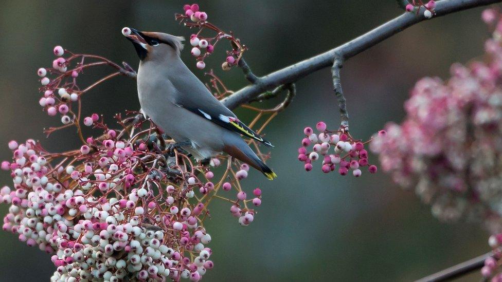 Waxwing