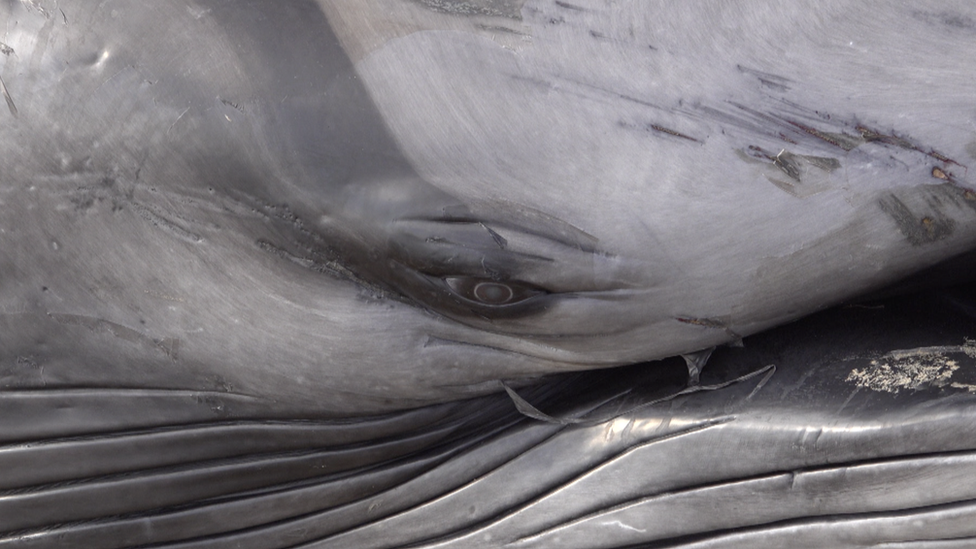 Close up of whale's eye