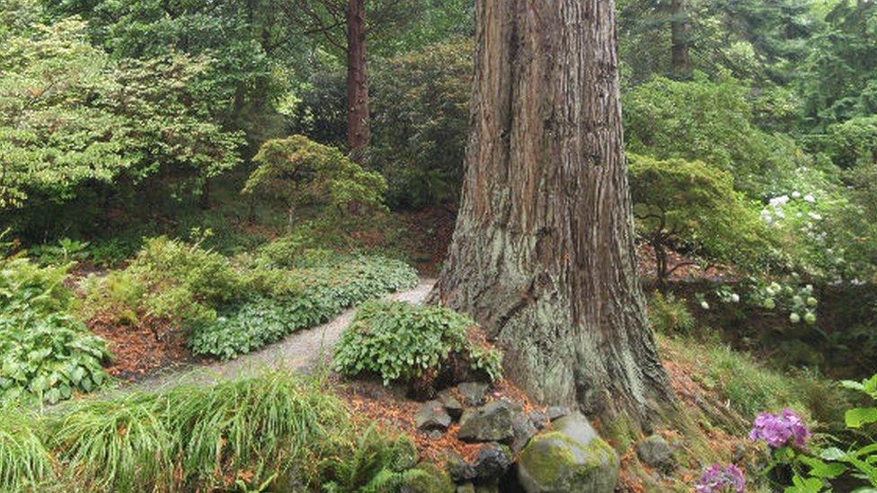 The Bodnant coast redwood, Bodnant Gardens, Conwy