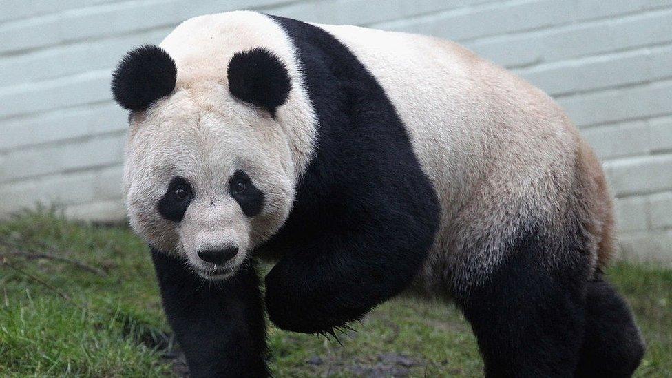 tian-tian-panda.