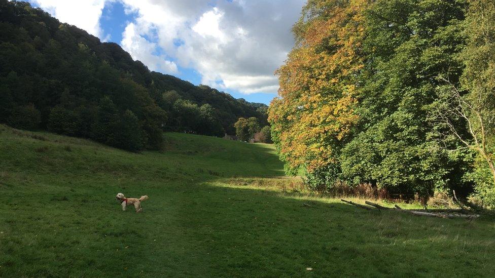 Park and trees, and Heathcliff the cockapoo (Image: BBC)