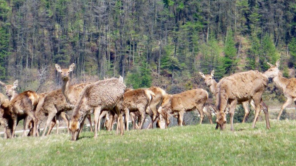 Deer in Margam Park