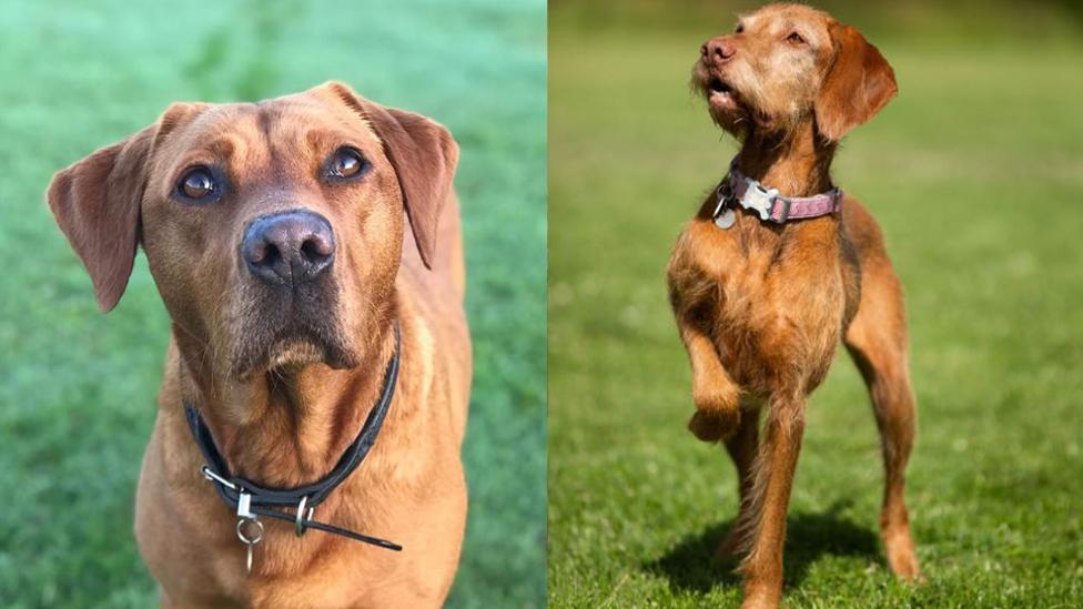 Florin the labrador and midas the vizsla