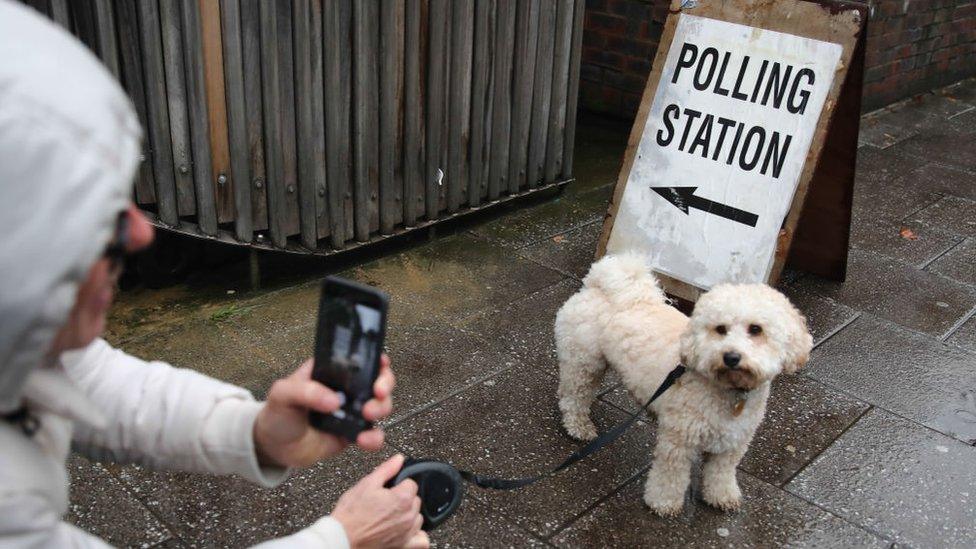 dog at polling station