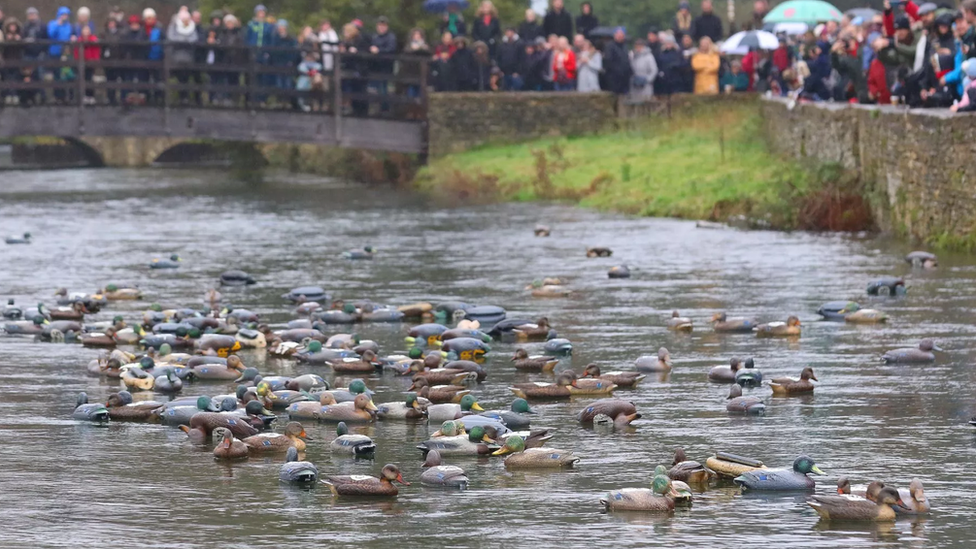 Fake ducks in a river