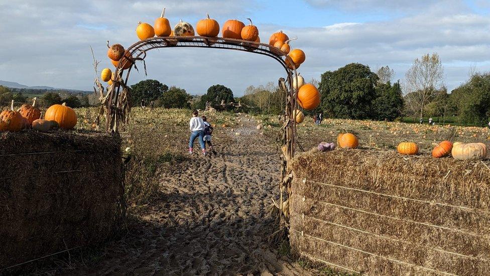 Pumpkin arch