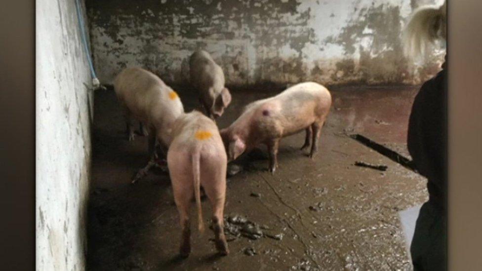 Pigs kept in poor conditions at the small holding