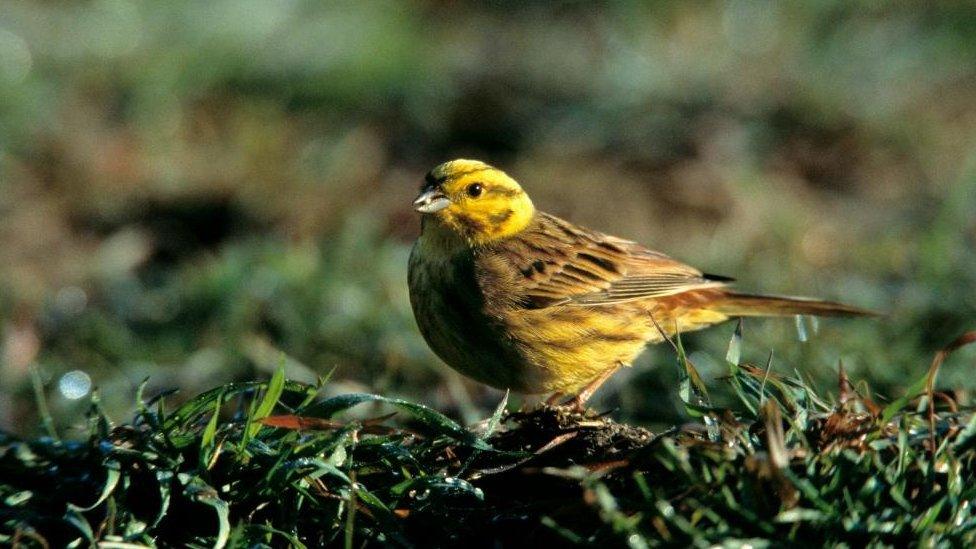 Undated handout photo issued by the RPSB of a Yellowhammer