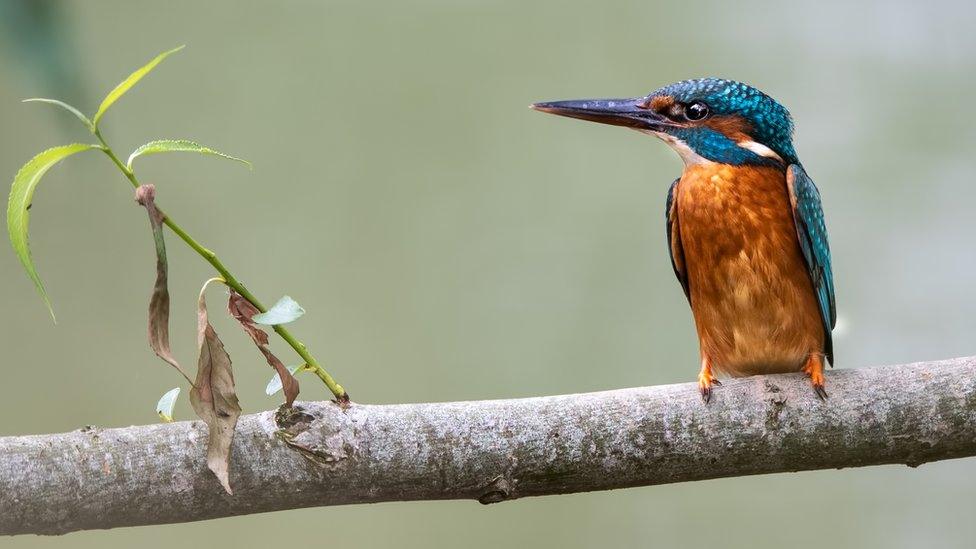 Kingfisher resting on a branch at Wolvercote Common