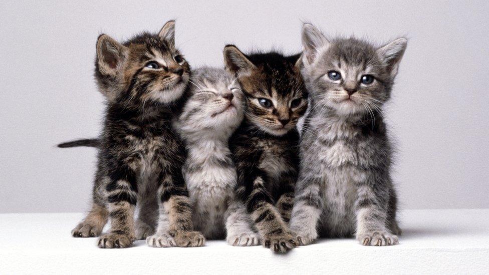 Kittens