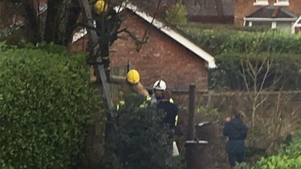 Firefighters use a ladder to rescue the cat and its owner from a tree