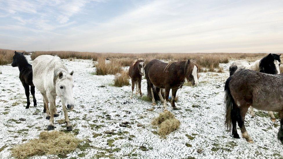 The horses in the snow