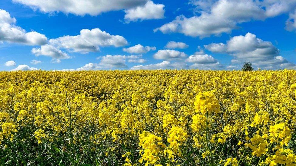 Field of flowers