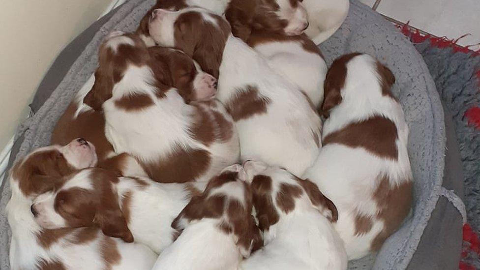 Irish Red and White Setter puppies