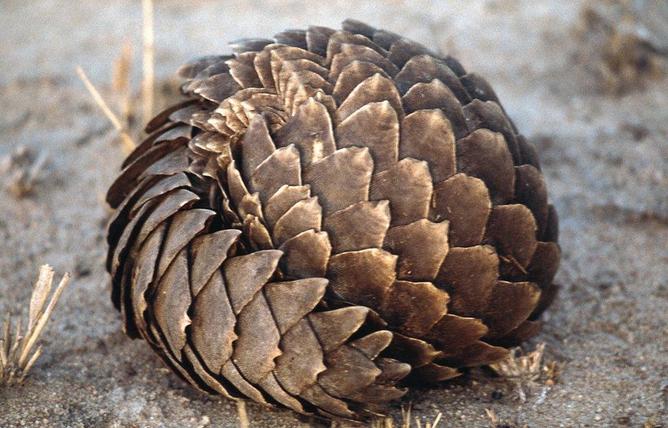 Pangolin