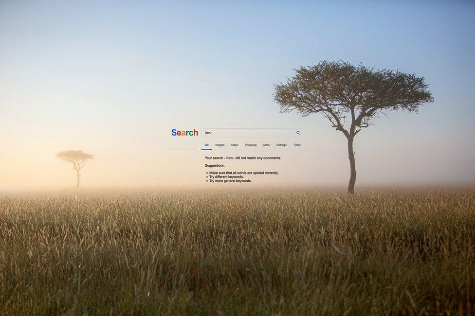 An abstract image of a Google screen giving no results to a search for "lion", superimposed on to the background of an African landscape