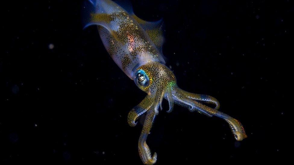 big-fin-reef-squid-in-black-sea.