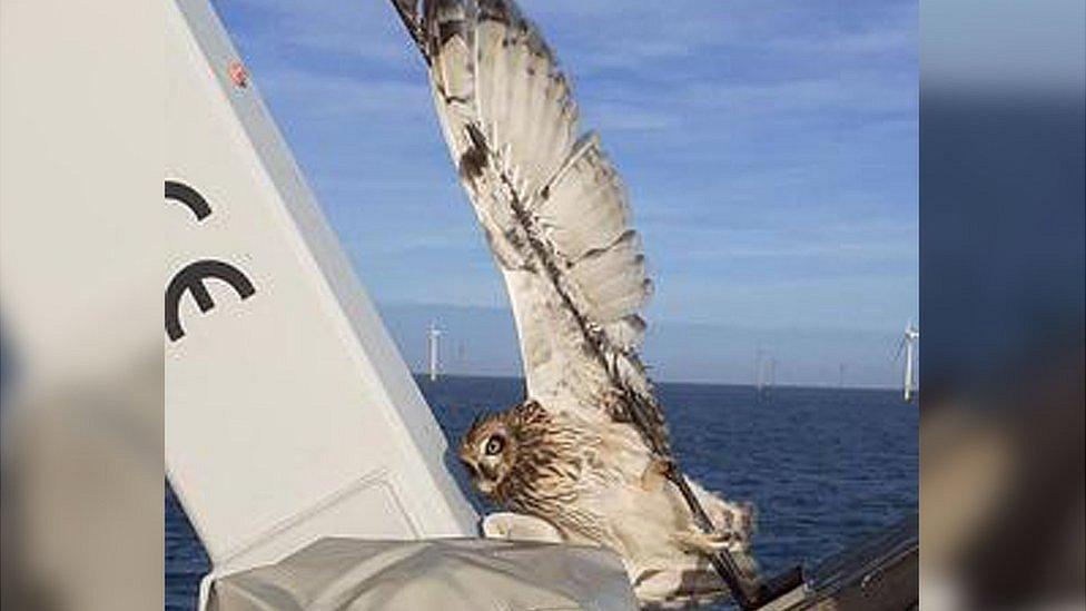 Owl trapped in boat.