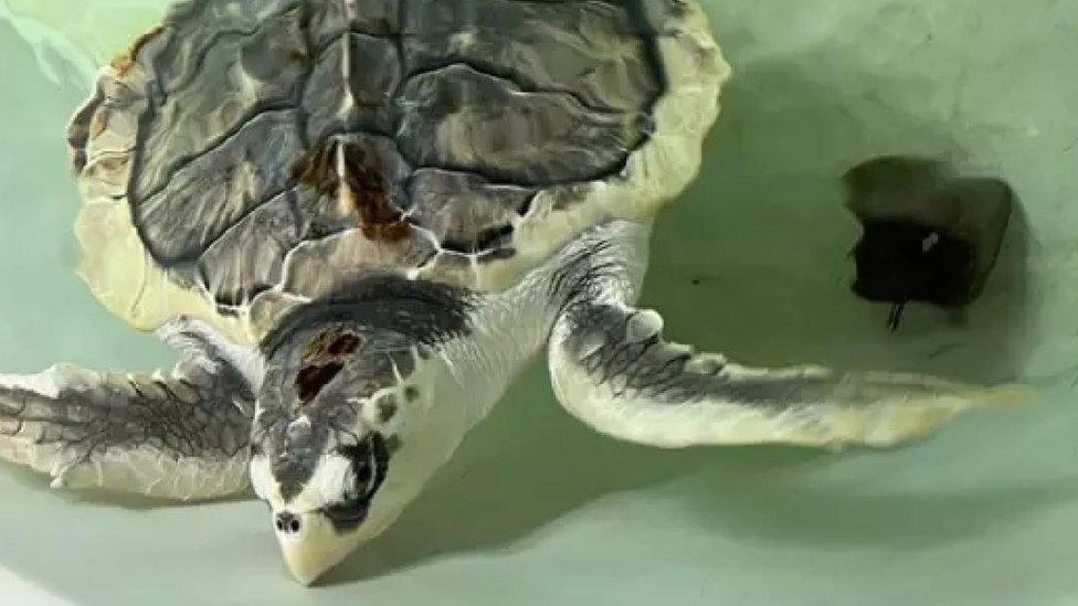 She was nursed back to health by Anglesey Sea Zoo