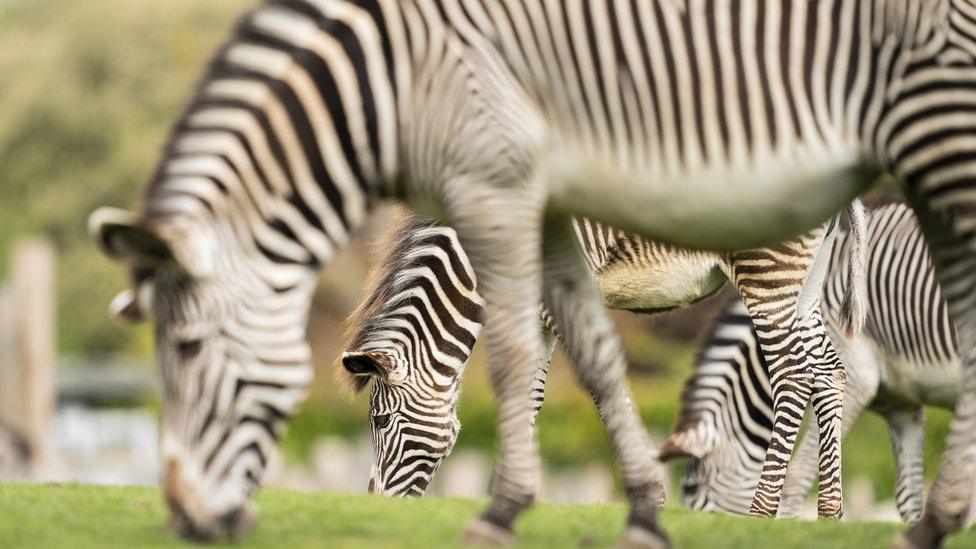 Grevy's Zebra