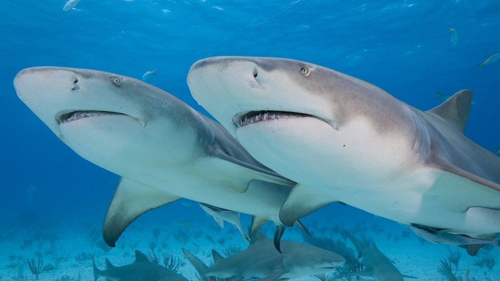 Lemon sharks