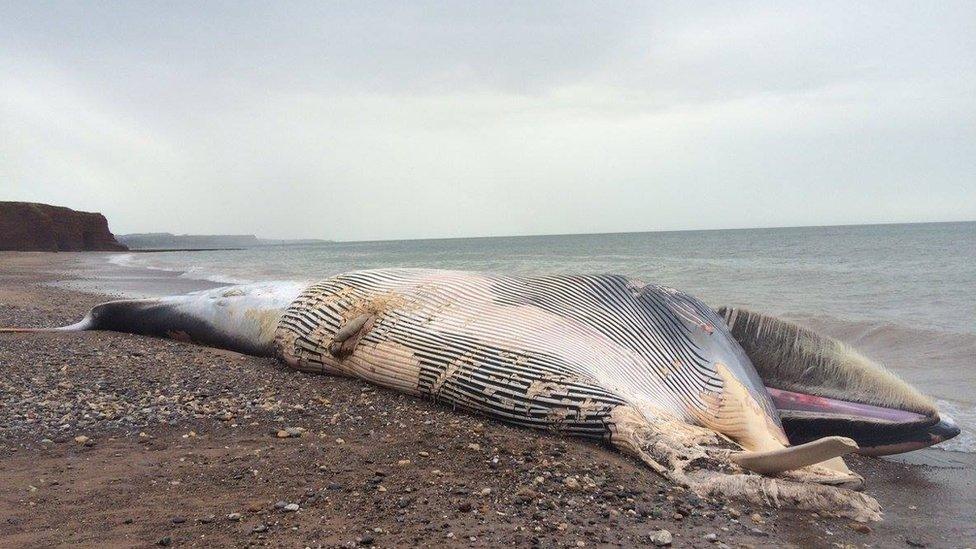 A dead sperm whale on Red Rock beach.