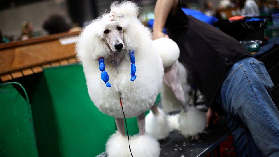 A Poodle is groomed at Crufts