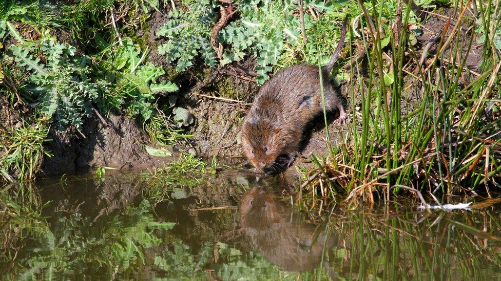 Water vole on a grassy bank