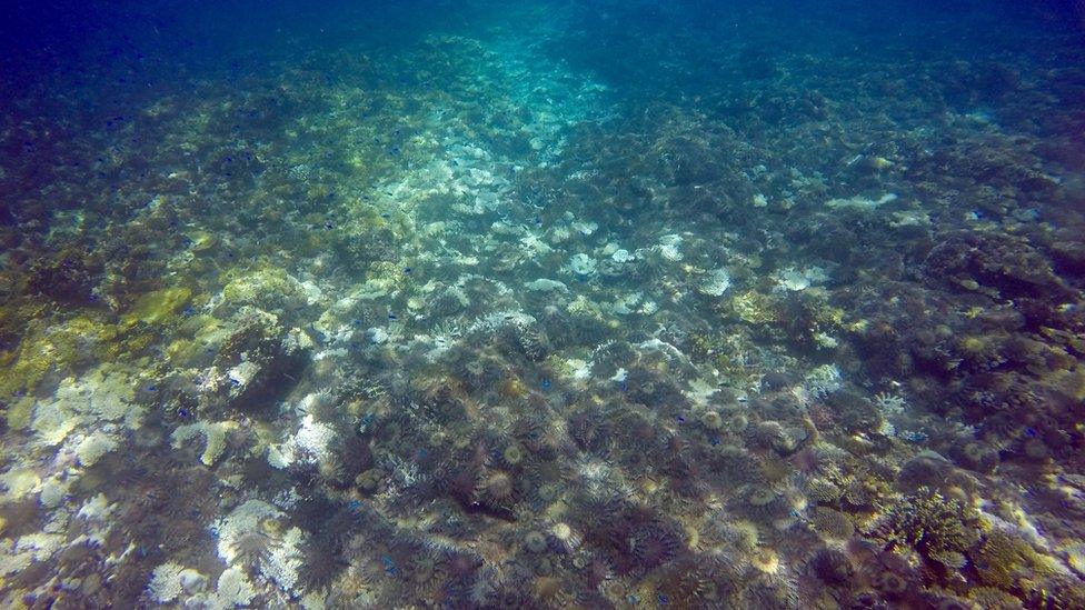 Crown of Thorns starfish on the Great Barrier Reef