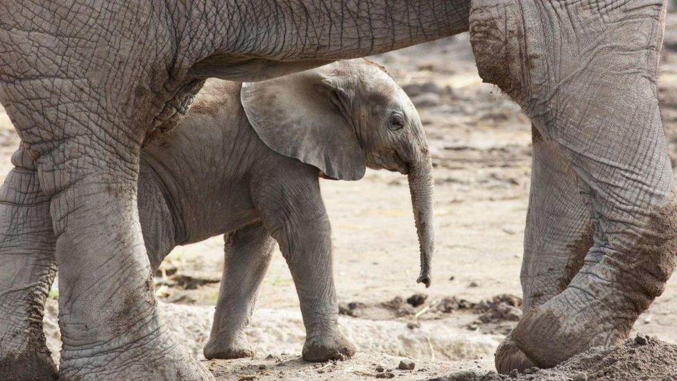 A baby elephant of the endagered Loxodonta africana species