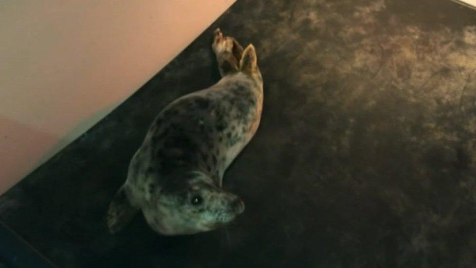 A rescued seal pup