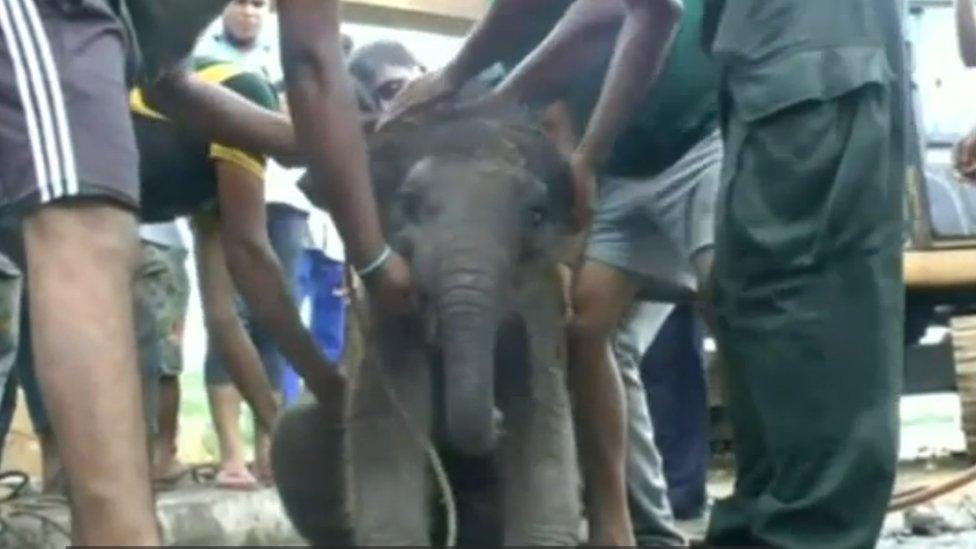 The elephant calf after its rescue (May 2016)