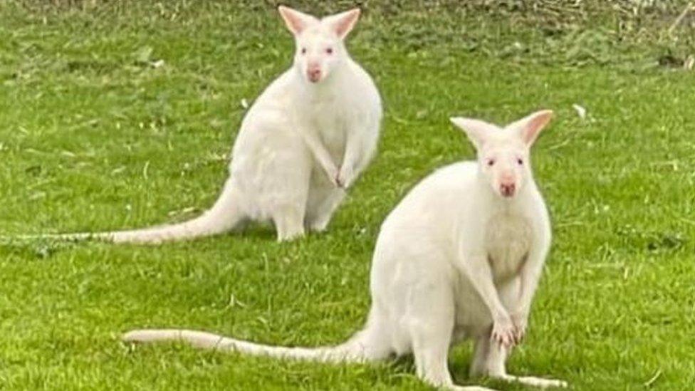 Albino wallabies