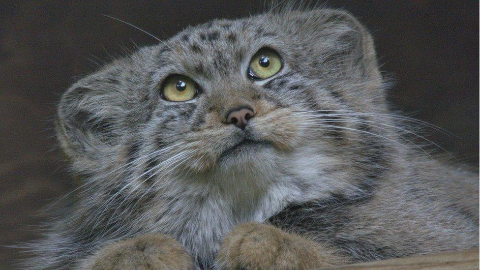 pallas-cat-kitten.