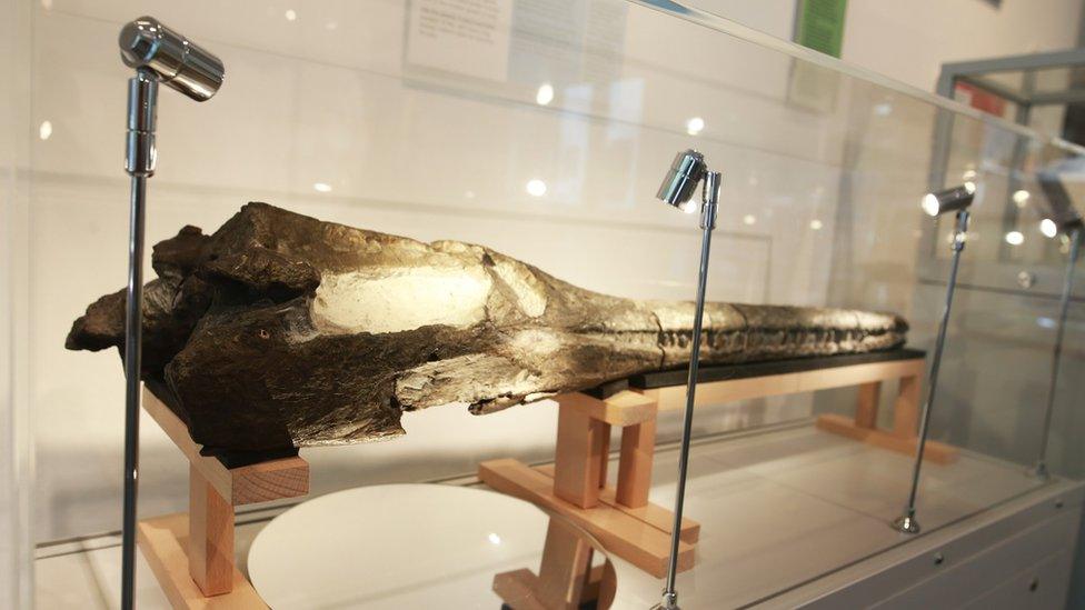 Crocodile skull and jaw at Bath Royal LSI