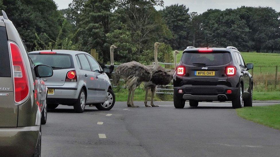 Ostriches near a car at Knowsley Safari Park