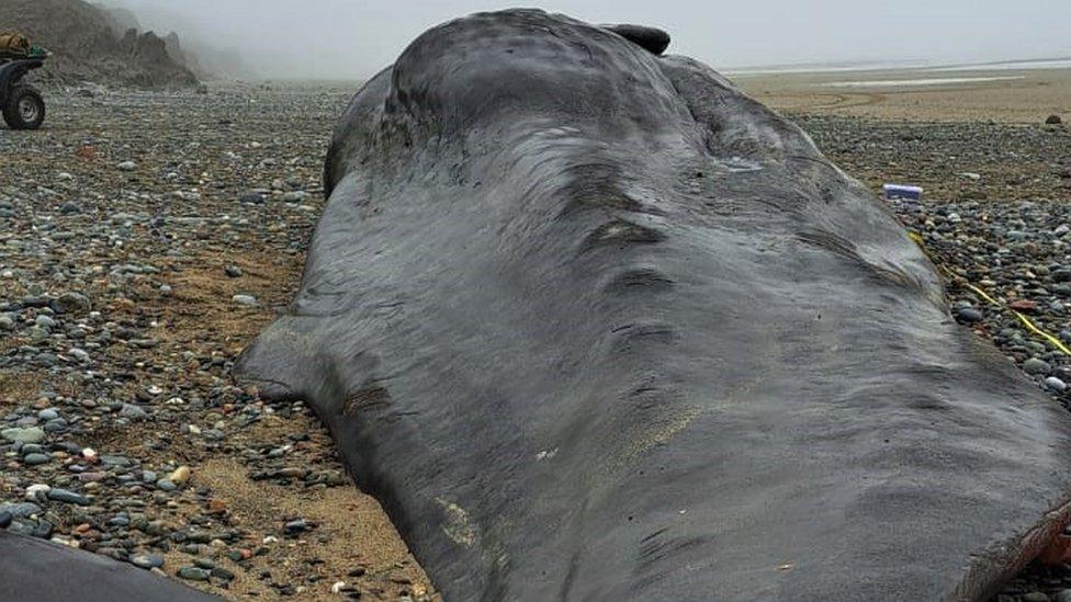 Close up picture of dead whale on beach