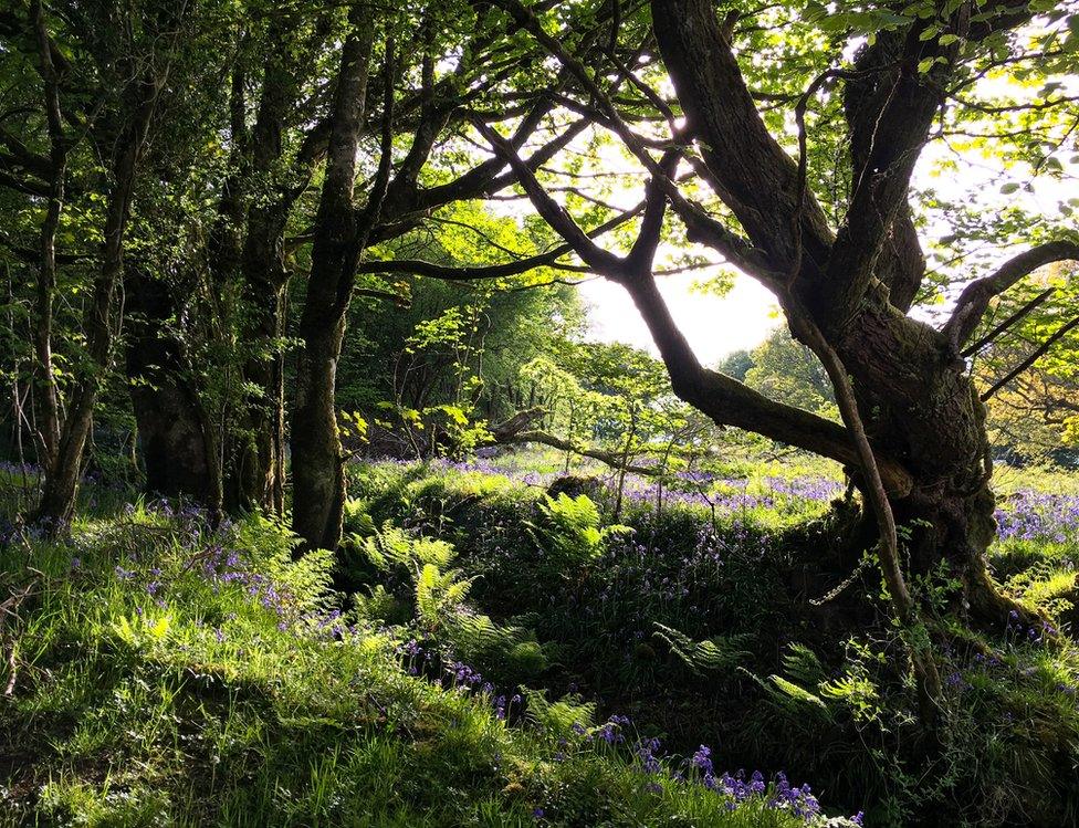 Bluebells in woodland